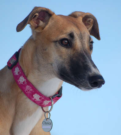 files/_uploads/katatjuta/meine hunde/Choice/6338[1].jpg
